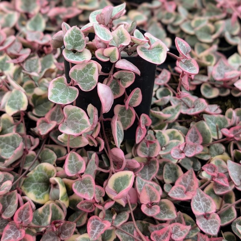 Variegated String Of Hearts