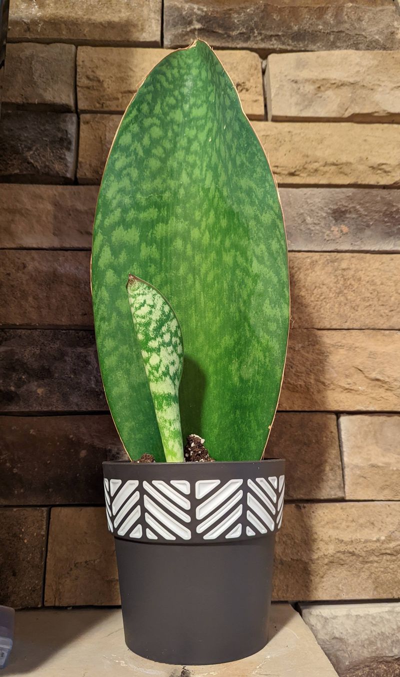 Whale Fin Sansevieria