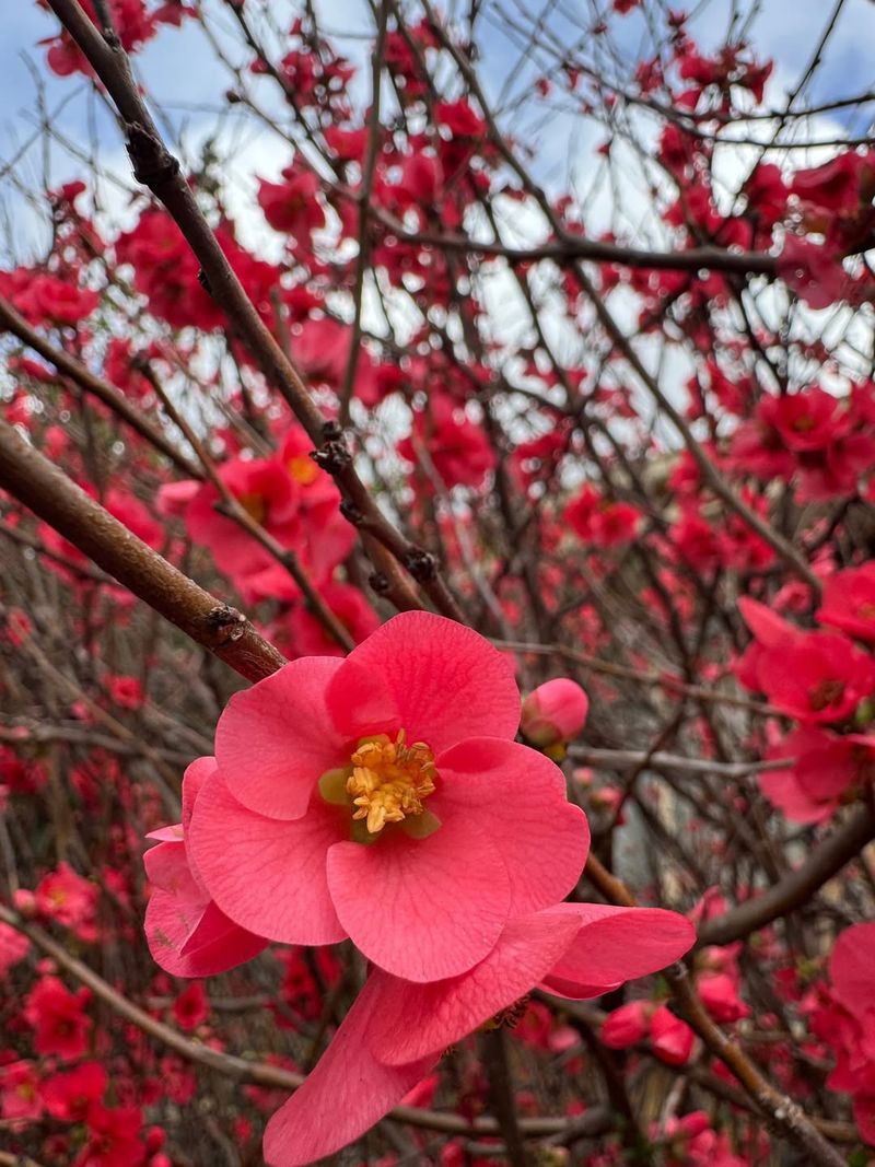 Flowering Quince