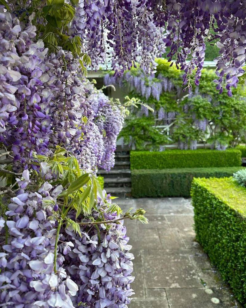 Wisteria