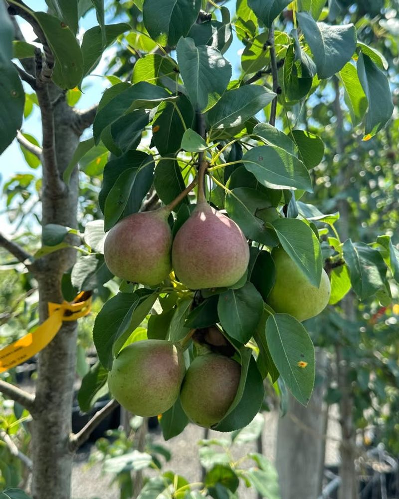 Fruit Trees