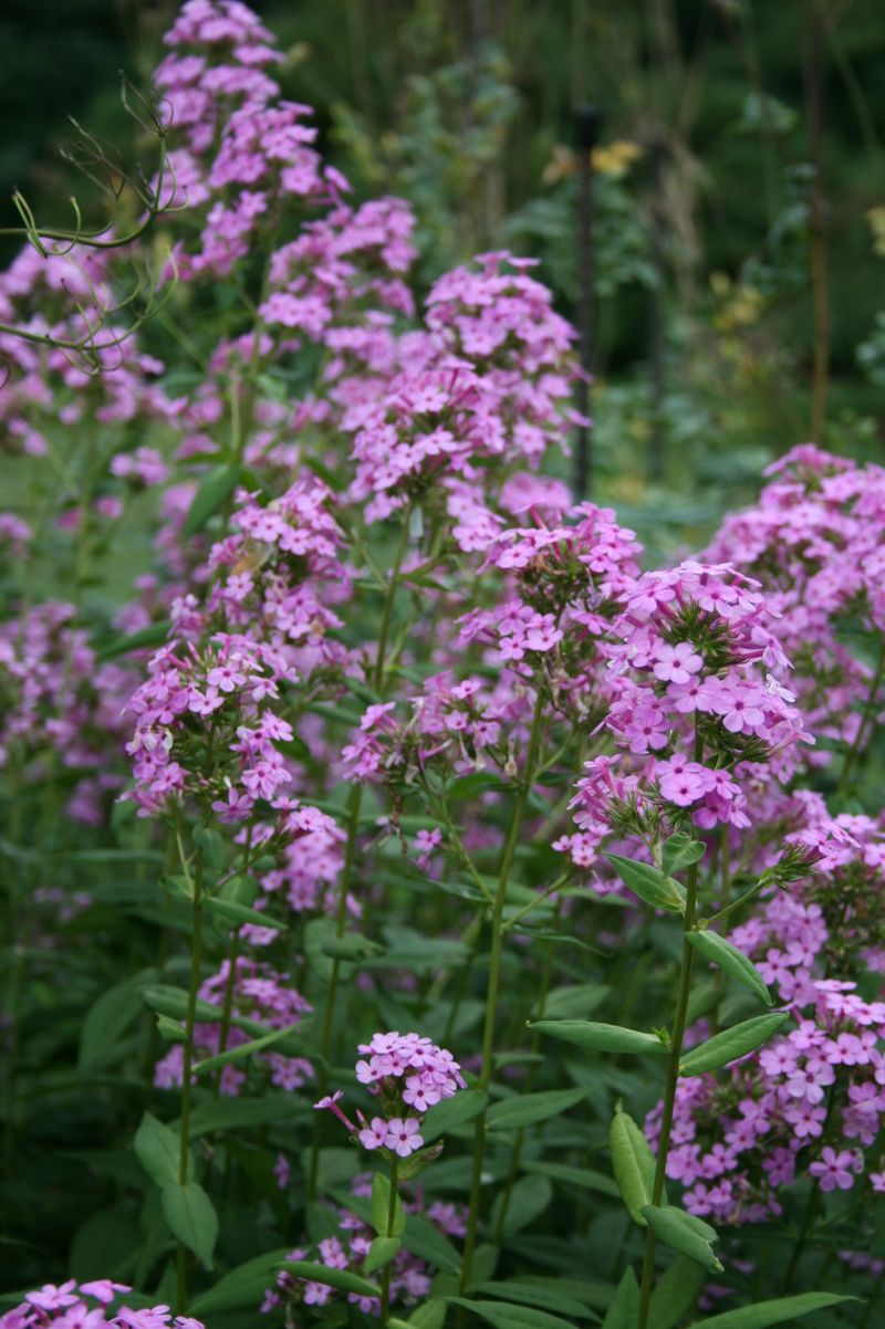Phlox