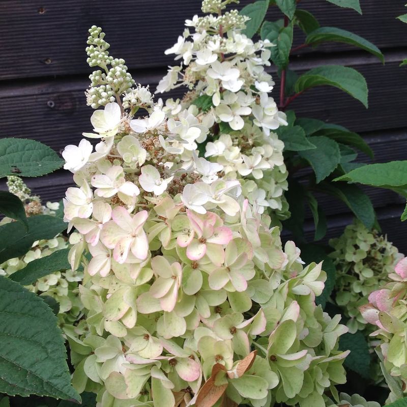 Hydrangea (Hydrangea paniculata)