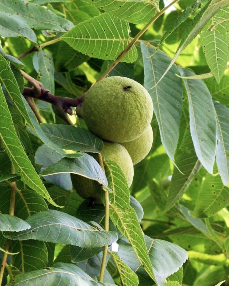 Near Walnut Or Pine Trees