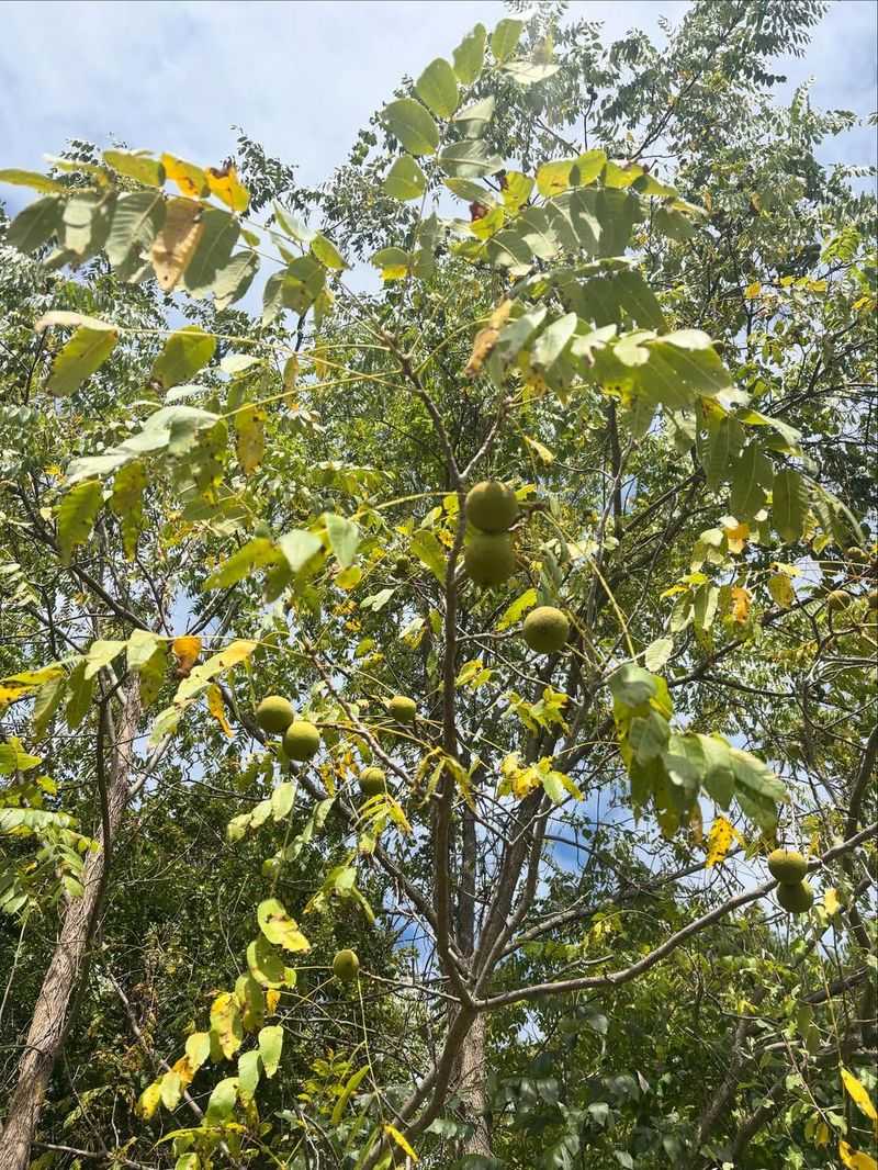 Close to Black Walnut Trees