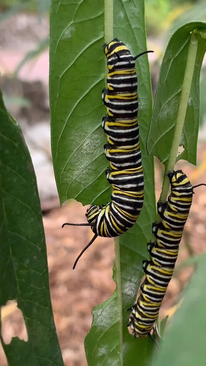 Monarch Butterfly Caterpillar