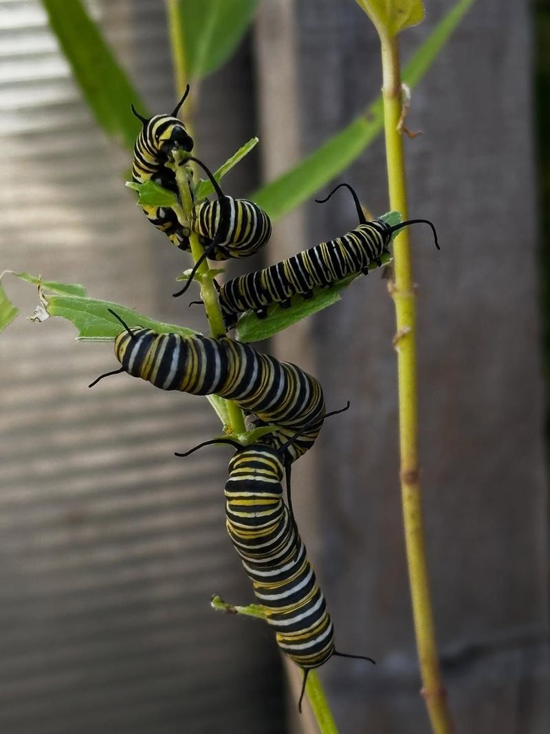 Monarch Butterfly (Caterpillar And Chrysalis)