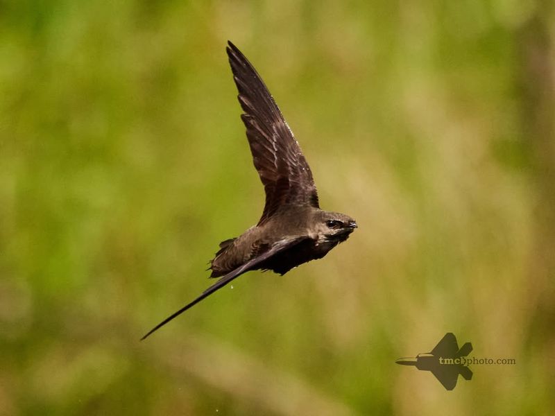 Chimney Swift