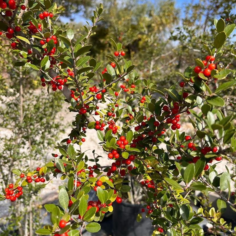 Evergreen Shrubs