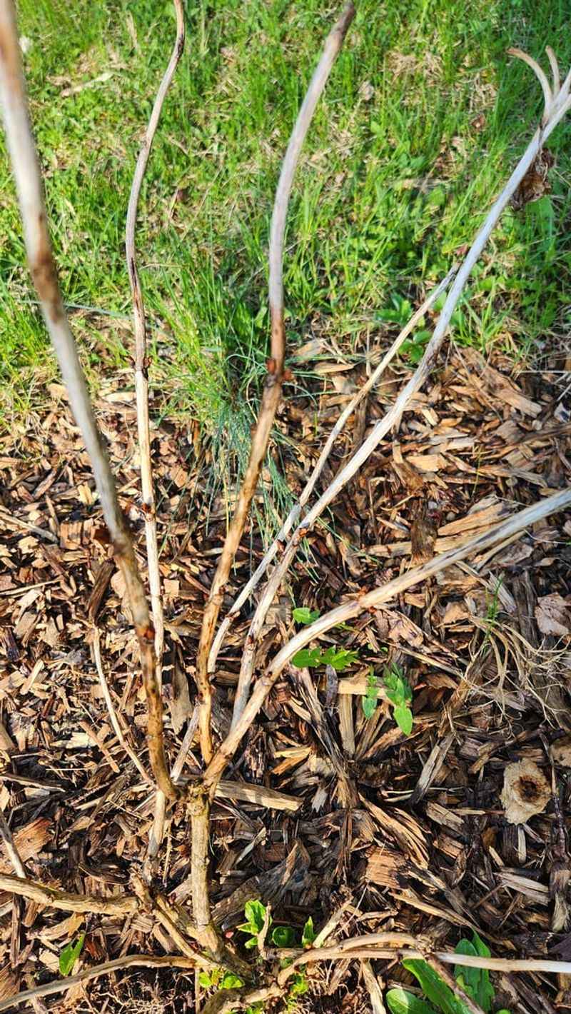 You Miss Identifying Which Stems Need Cutting