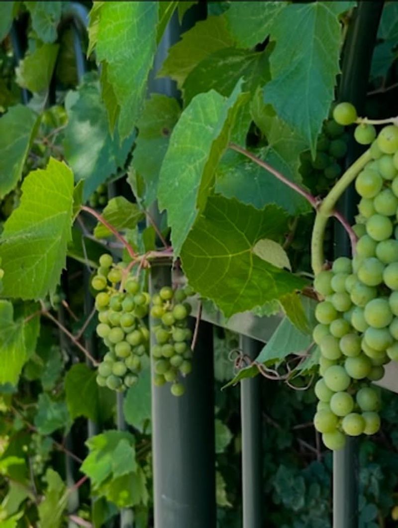 Grape Vines Require Post-Harvest Care