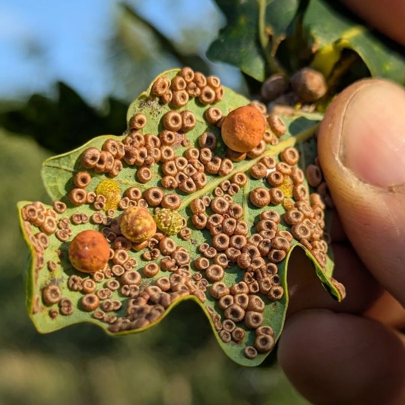 Gall Formations