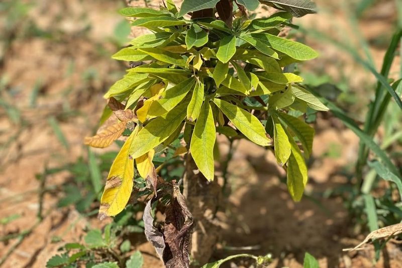 Witches' Broom Disease