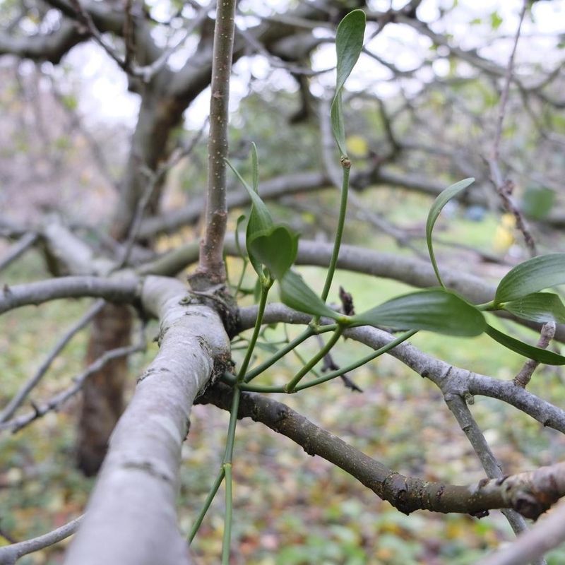 Mistletoe Clumps