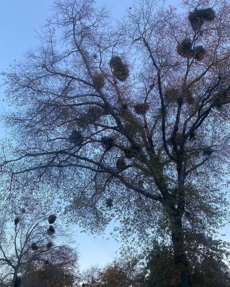 Witches' Broom Disease Creates Weird Growth Clusters