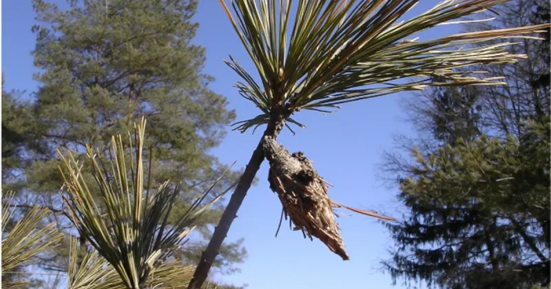 Bagworms Create Cone-Shaped Bags