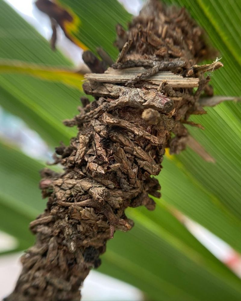 Bagworms Create Protective Leaf Cocoons