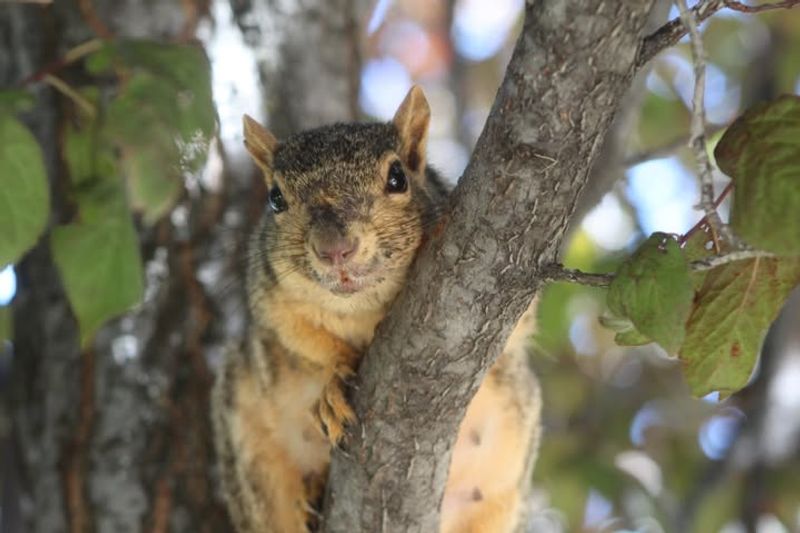 Fox Squirrels Prefer Larger Leaf Bundles