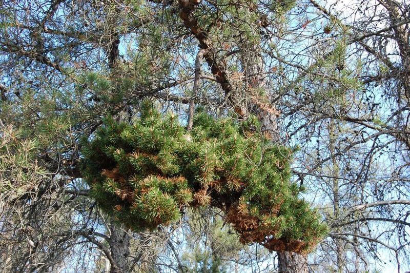 Witches' Broom Looks Spooky But Harmless