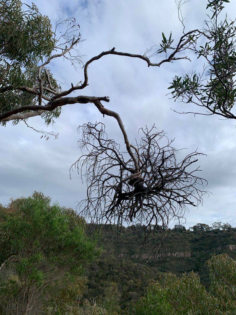 Mistletoe Clumps Grow As Parasitic Plants