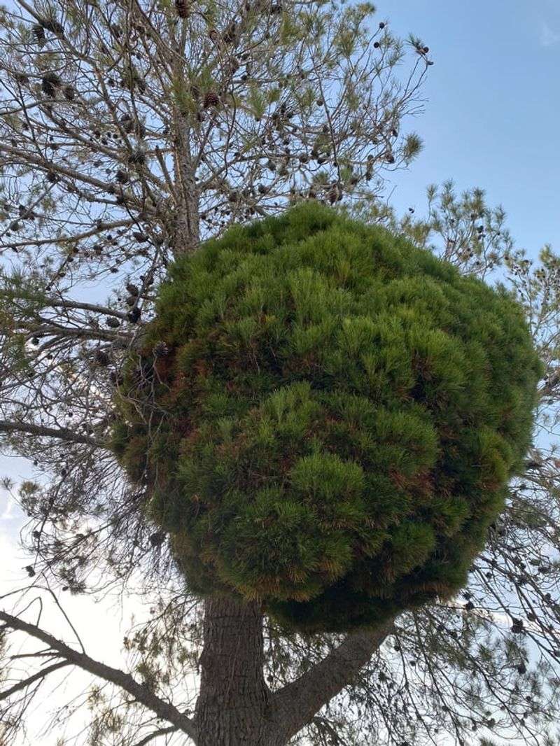 Witches' Broom Disease Creates Dense Clusters