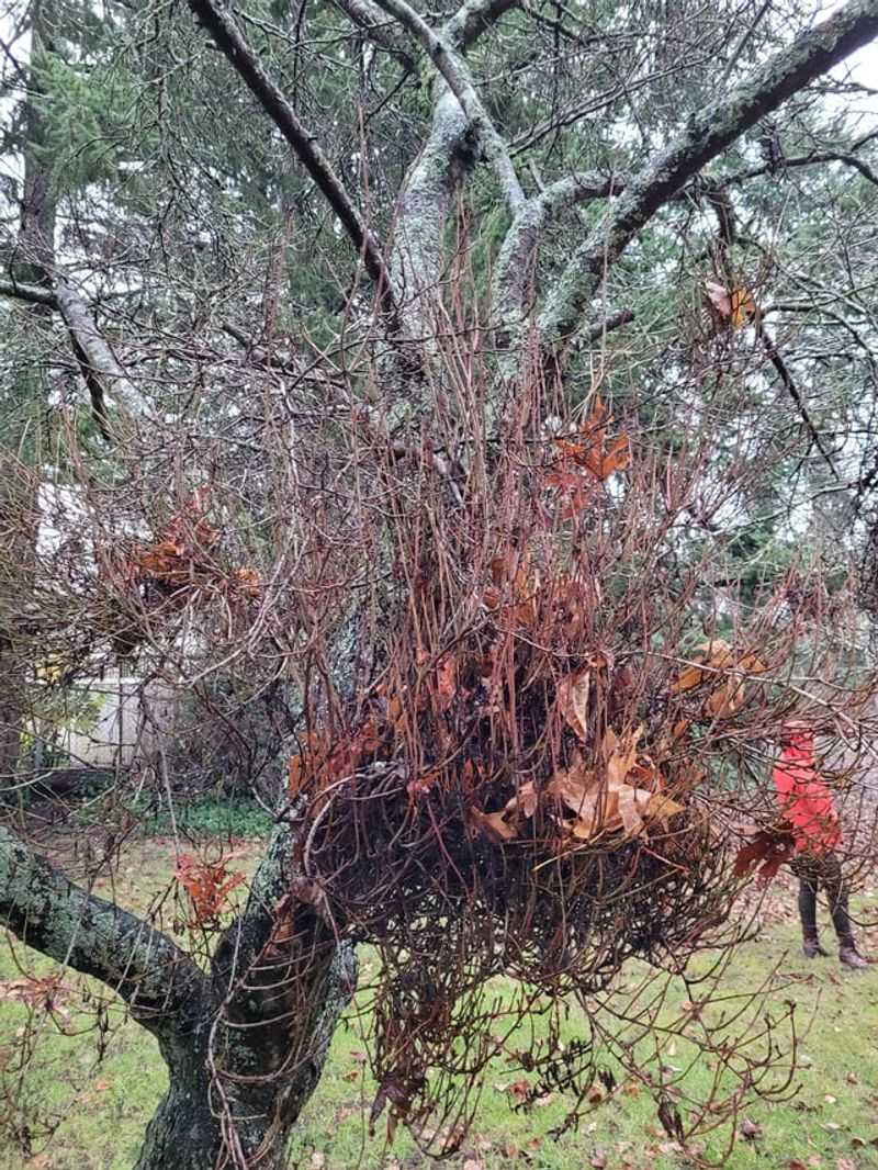 Witches' Broom Disease Creates Dense Growth