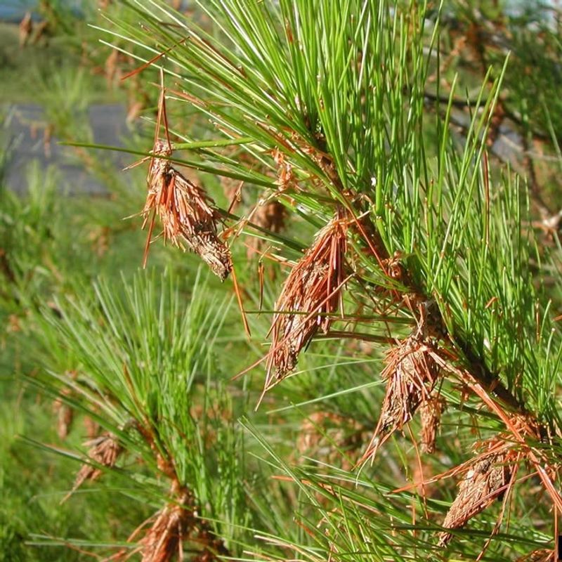 Bagworm Infestations Damaging Trees
