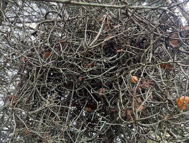 Witches' Broom Disease Creates Odd Clusters