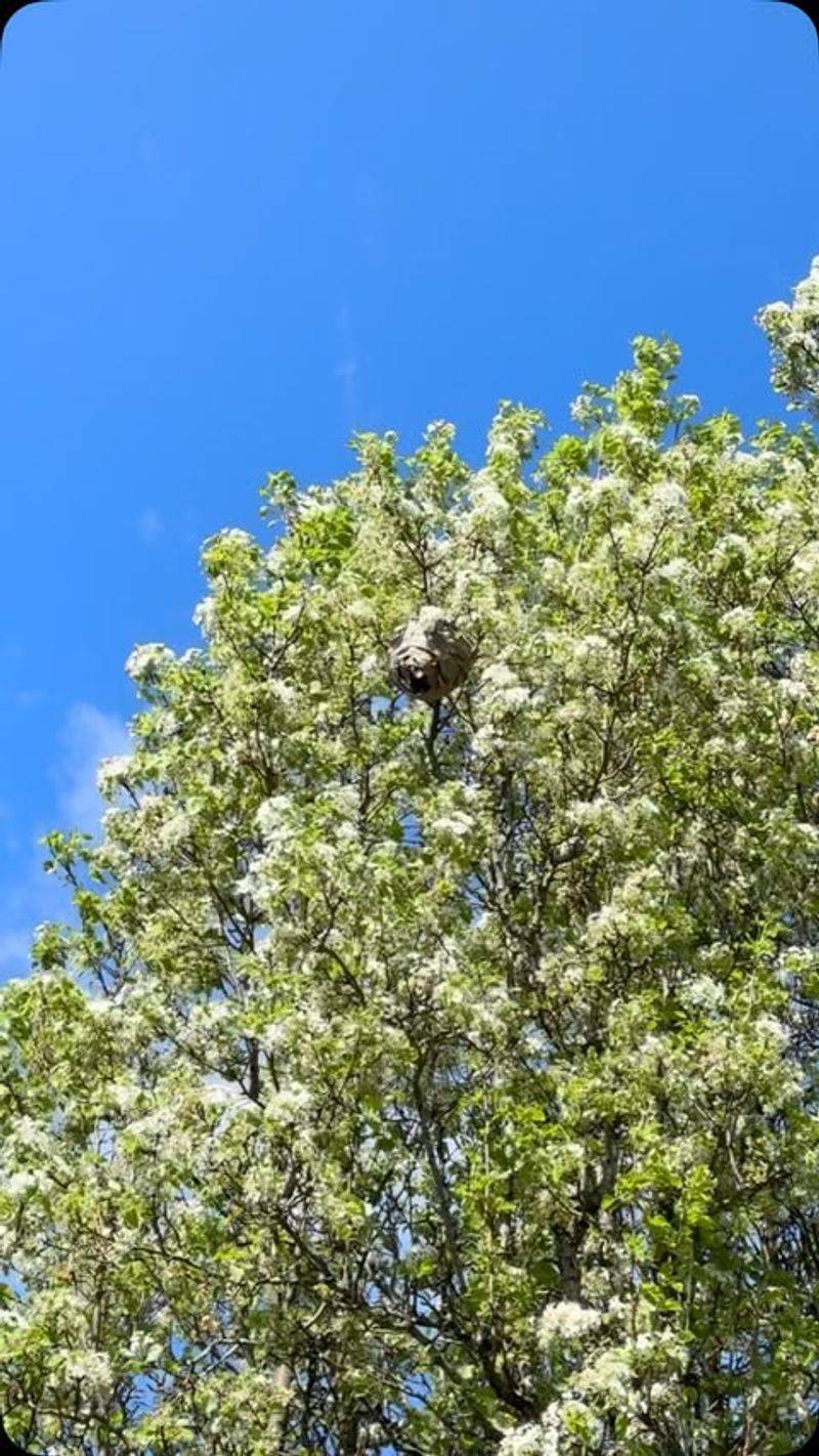 Wasp Nests Can Mimic Natural Tree Growth