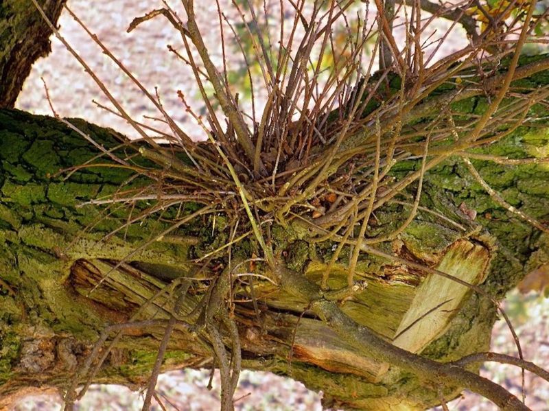 Witch's Broom: A Mysterious Tree Disease