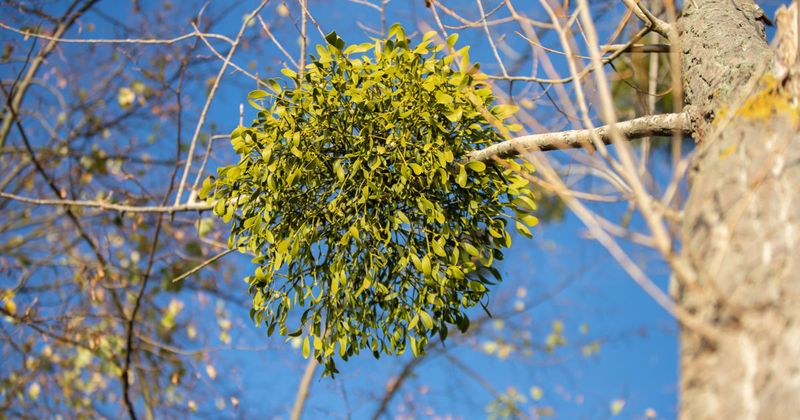 Mistletoe Clusters