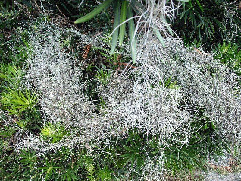 Spanish Moss Clusters