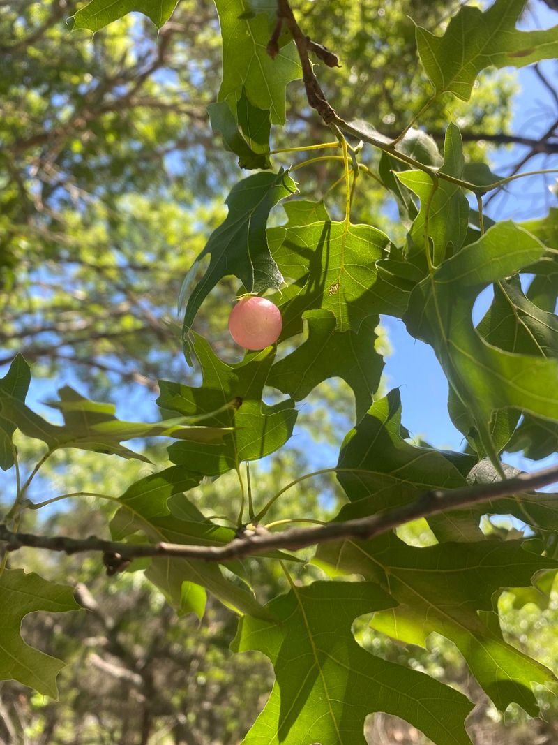 Oak Apple Galls On Tree Limbs