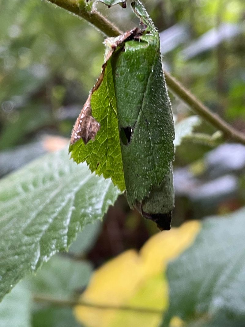 Leaf-rolling Caterpillars