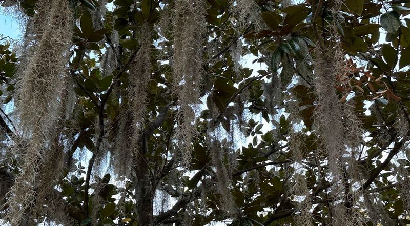 Epiphytic Plants Love Florida Trees