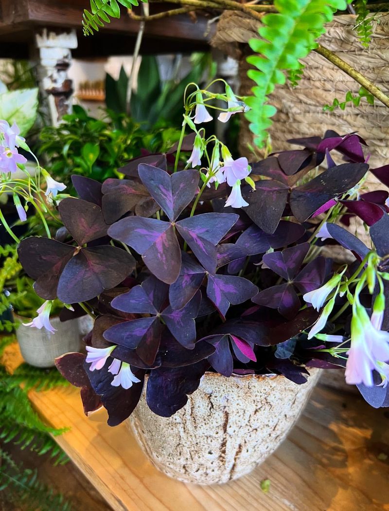 Oxalis Triangularis 'Black Beauty'