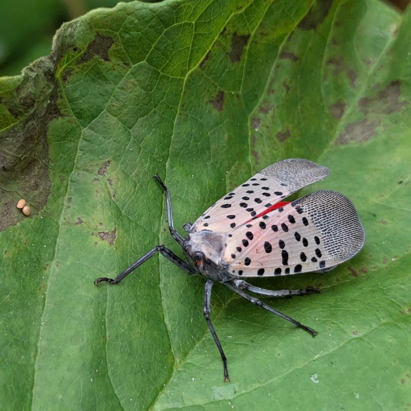 Attracting More Pests