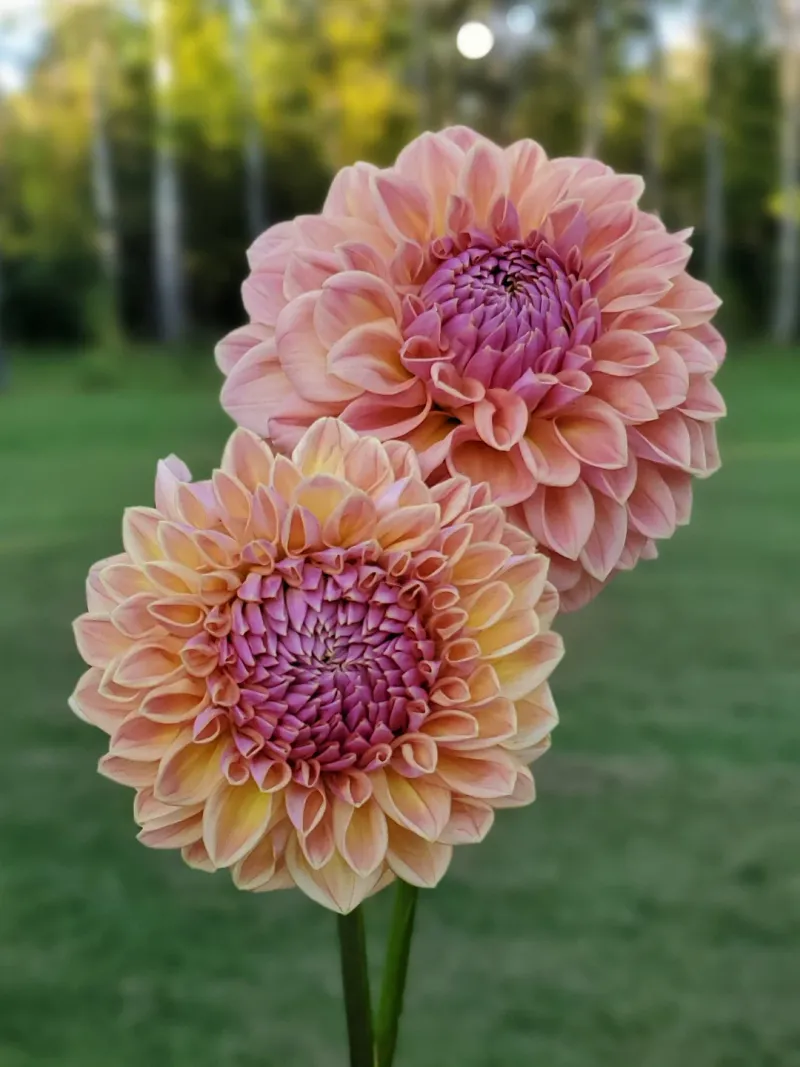 Disbudding For Monster Blooms