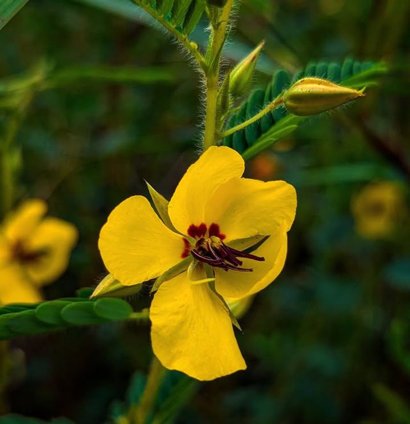 Partridge Pea
