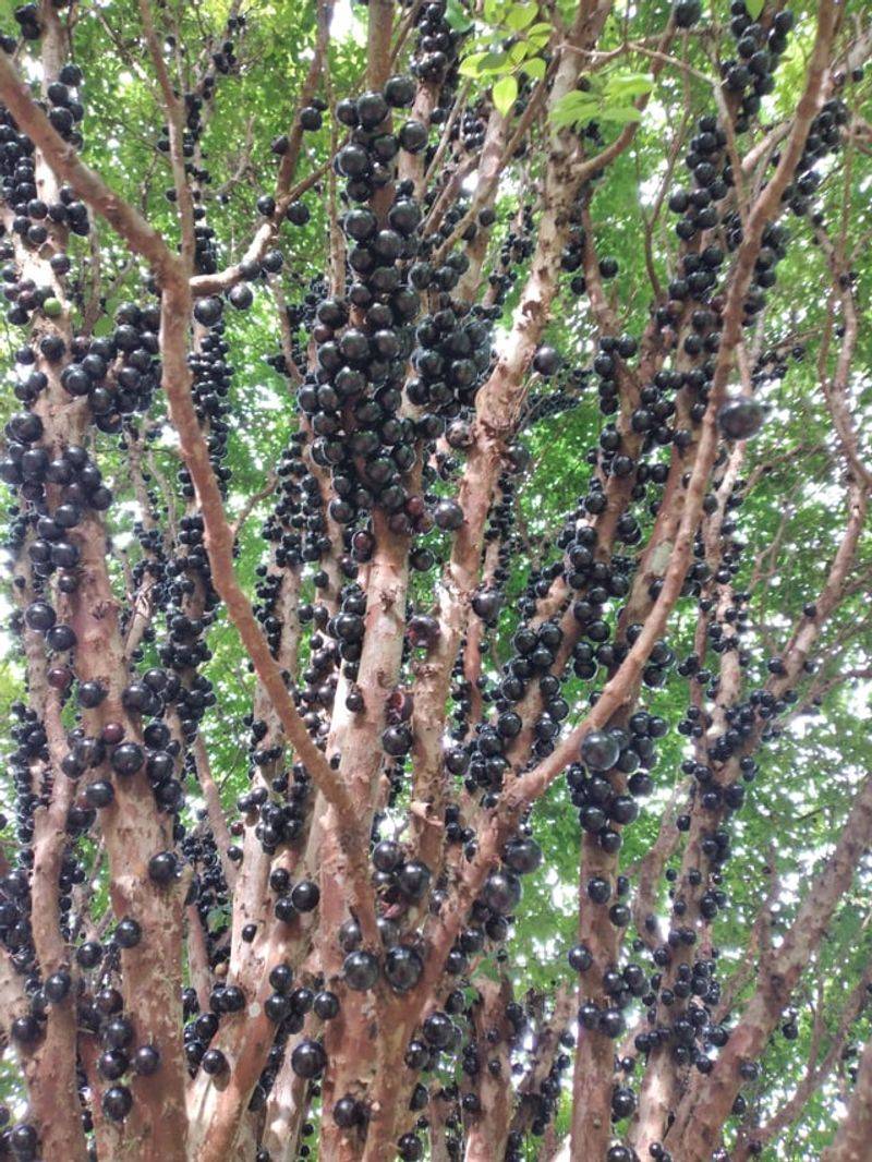 Jaboticaba