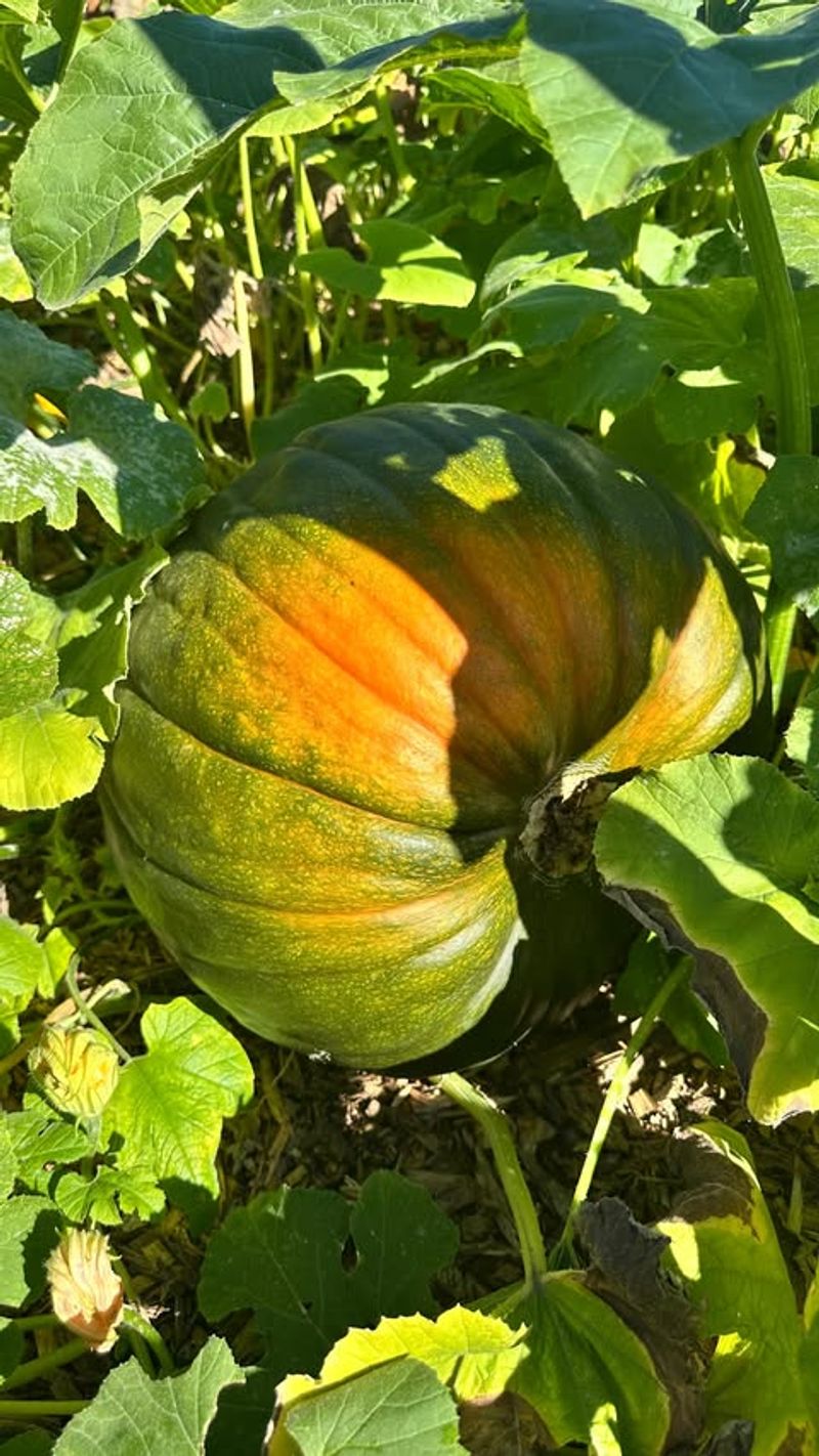 Plant As A Cover Crop Experiment