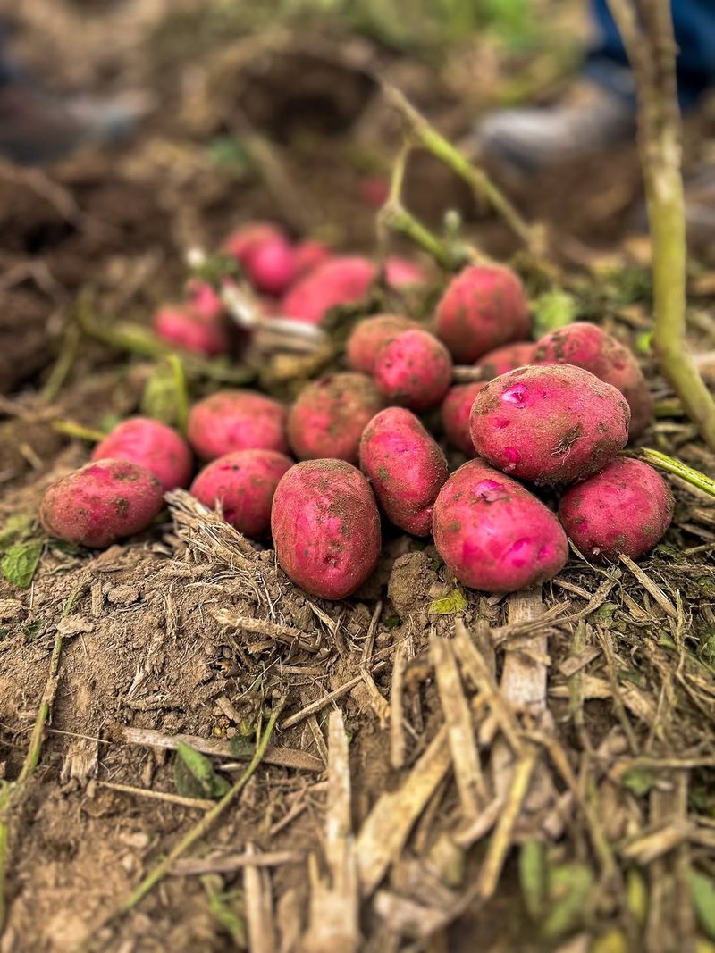 Choose The Right Planting Time