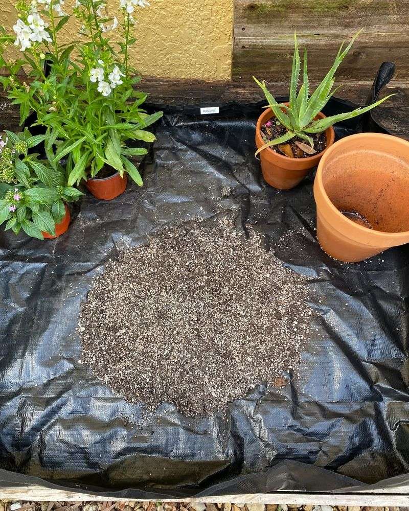 Choose the Right Container and Soil
