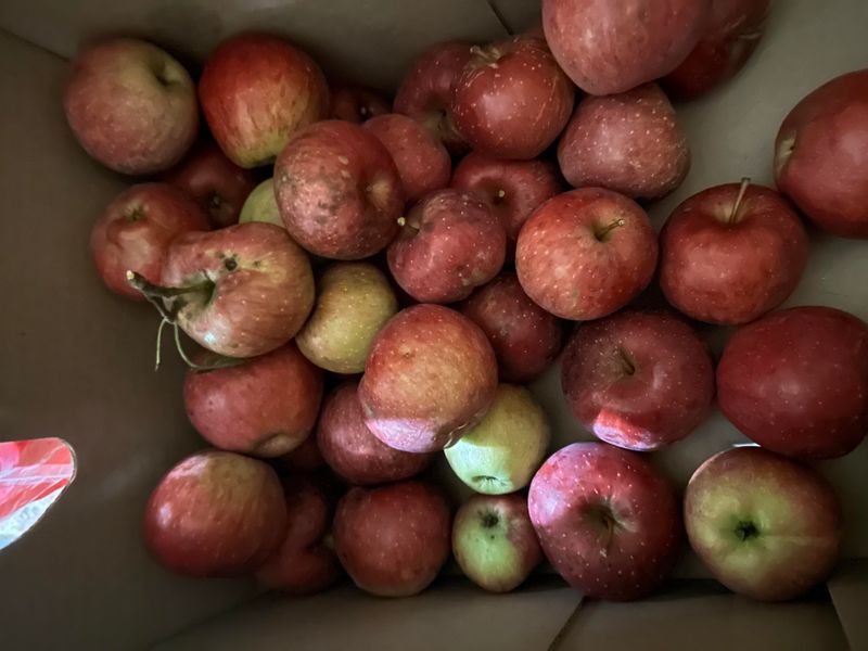 Handle Each Apple Like It's Fragile