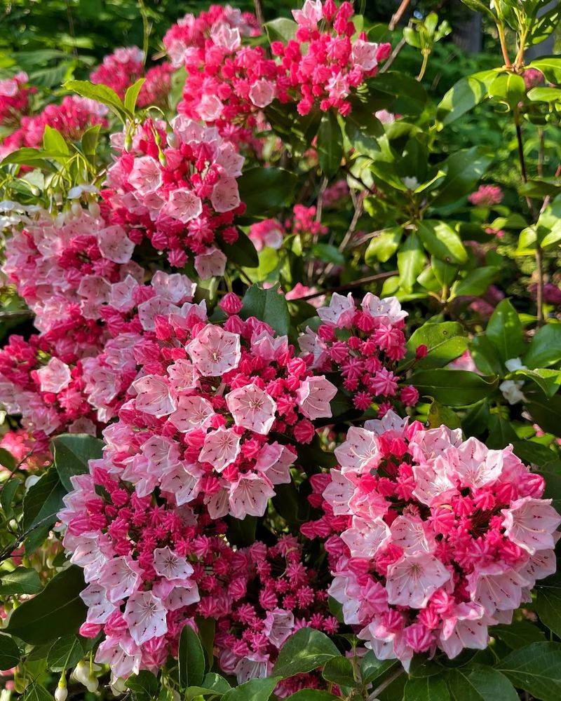 Stunning Pink Clusters Create Visual Drama