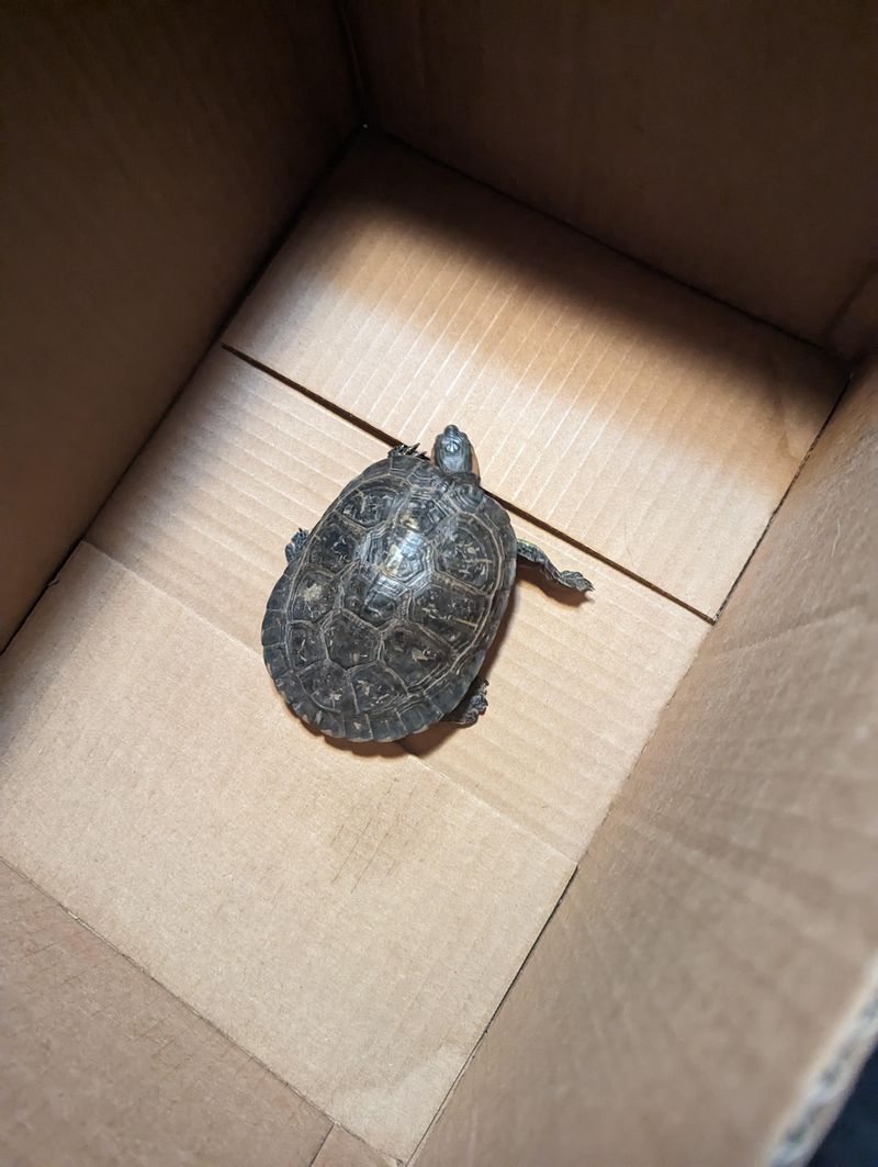 Figure Out If It's A Wild Or Pet Turtle