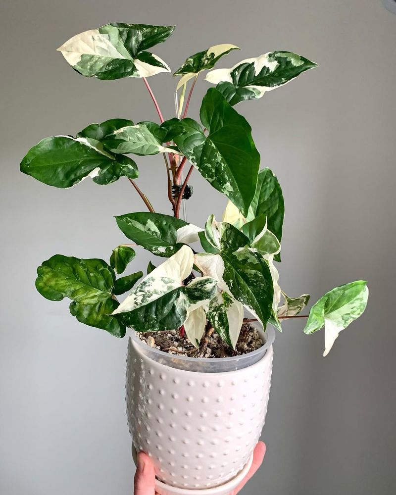Syngonium Albo Variegata