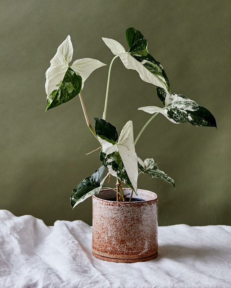 Syngonium Albo Variegated