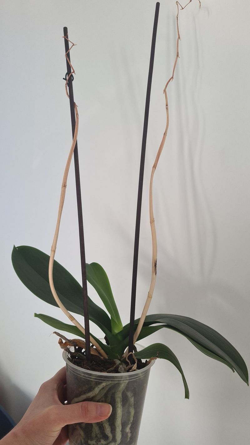 Cut Above a Healthy Node for Reblooming
