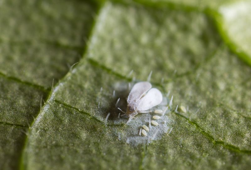 Introduce Beneficial Insects